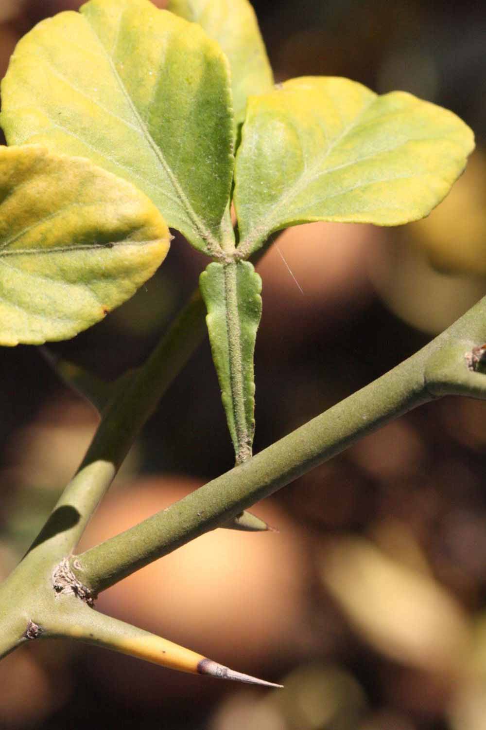              Petiole (Riverside, CA)       